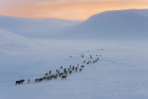 Porot tunturissa Enontekiön Lappi